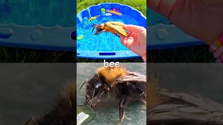 Fun Toys | Bug Insect Names for Kids to Learn: Bee Millipede Ant Scorpion Tarantula