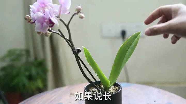 蝴蝶蘭能不能曬太陽？園藝師教你，其實很多人都曬錯了 - 天天要聞