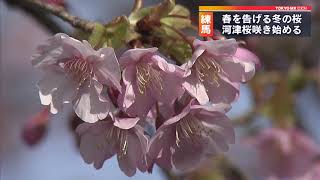 春を告げる「河津桜」咲き始める　東京・練馬区
