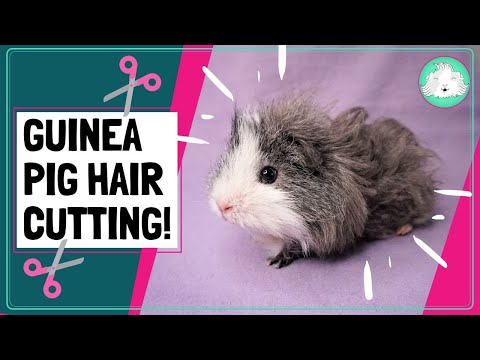Furry Potato Gets A Haircut! Long-haired Guinea Pig Breeds and How to Trim Their Hair