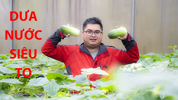 Trồng Dưa nước siêu to của người Êđê trong nhà màng đạt hiểu quả cao | Nông Nghiệp Tây Nguyên