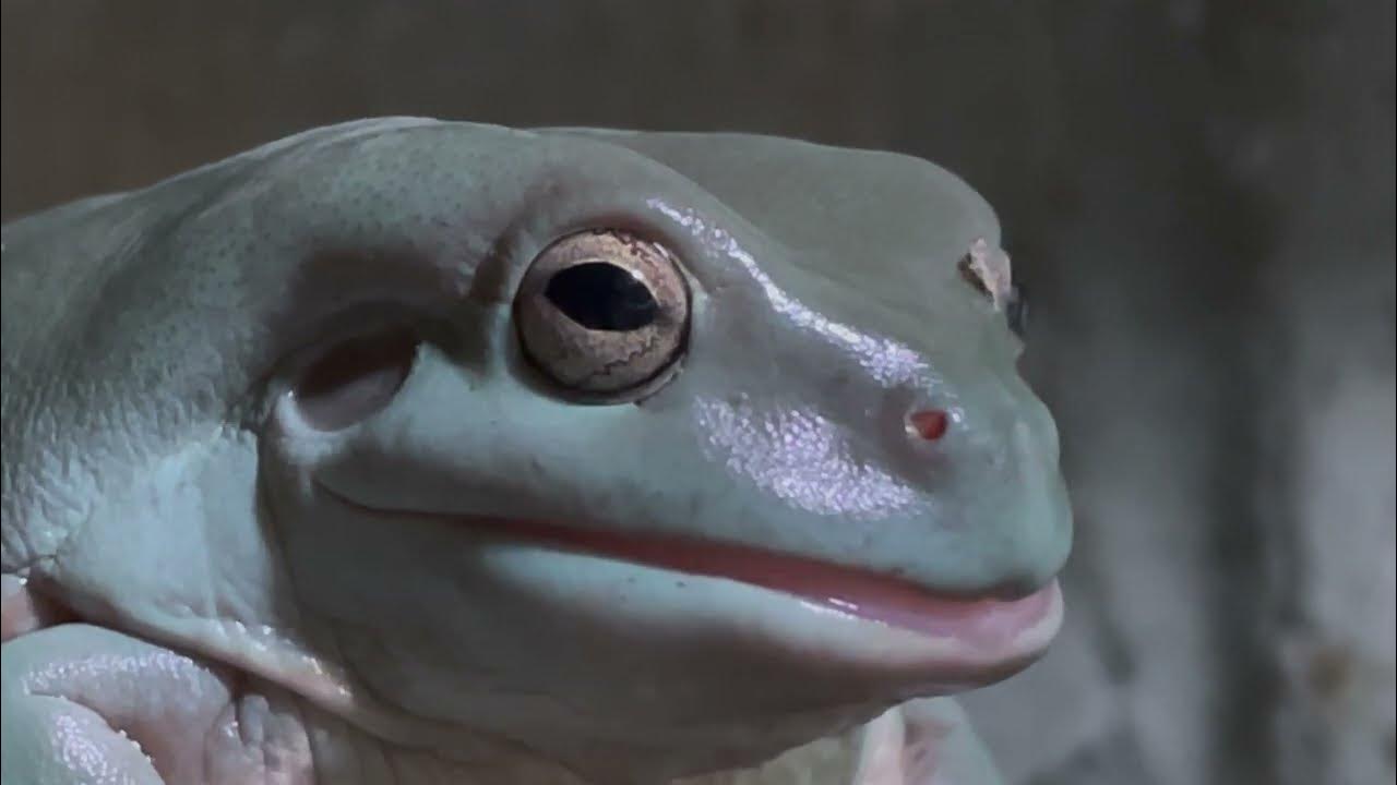 やや閲注 かわいいと話題のカエル ある1日のルーティーン 学術的観察動画 4k Youtube