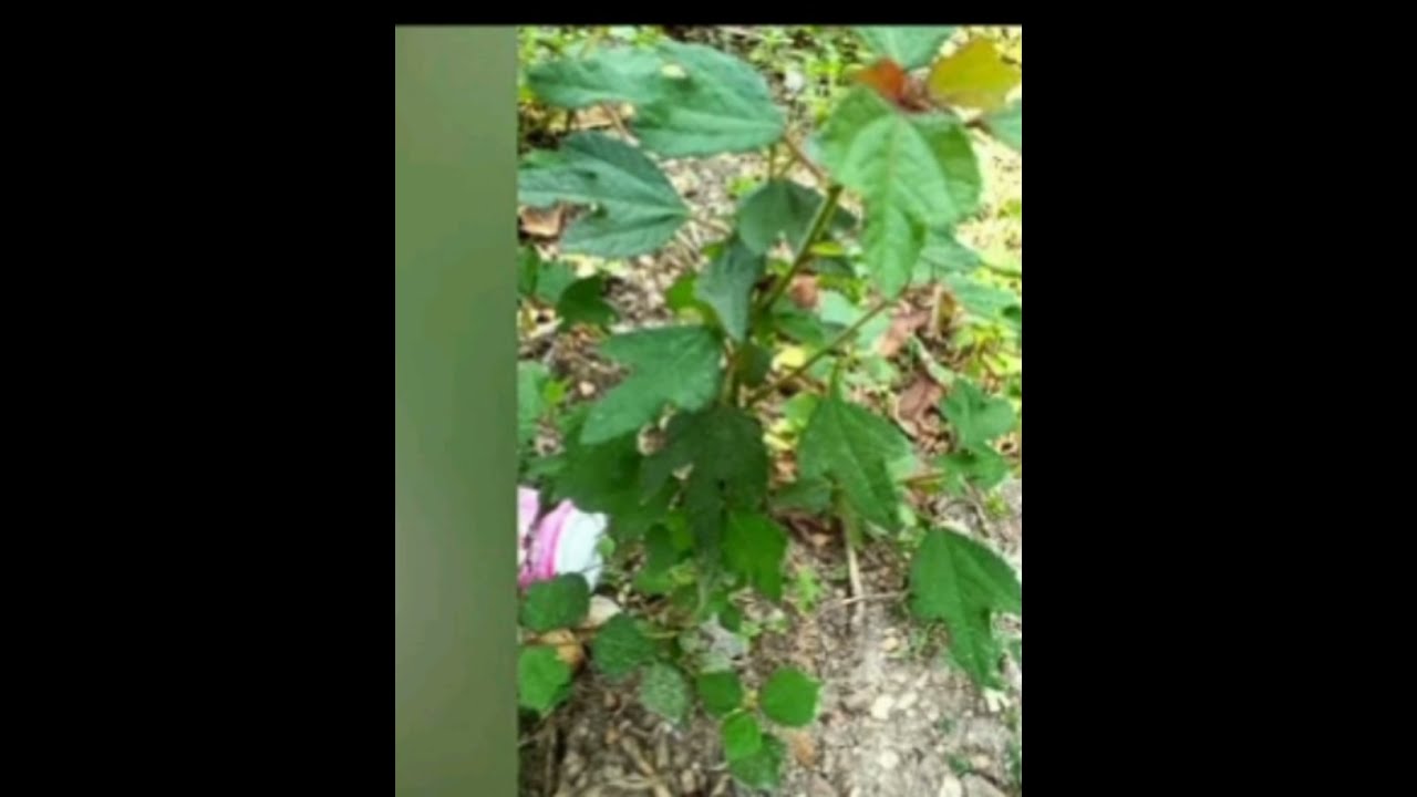 Umuti wagukura muri nyabingi/ abazimu bo mumiryango