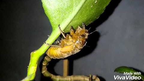 This cicada is molding!! Ve sầu thoát xác