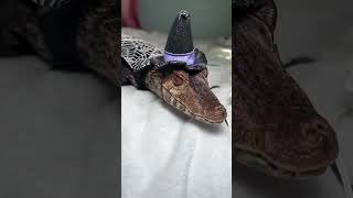 The coolest caiman in the world