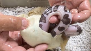 Leopard Pied Reticulated Pythons