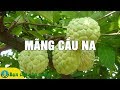 Kinh Nghiệm Trồng Mãng Cầu Na Đạt Hiệu Quả Kinh Tế Cao