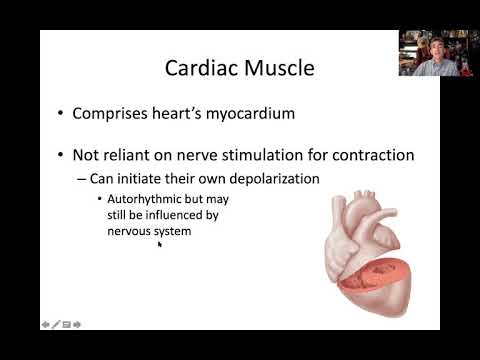 Cardiac Muscle Intro - YouTube