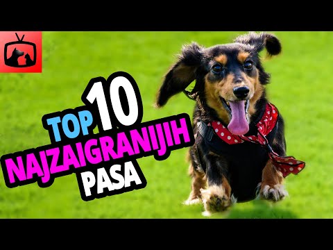 Video: 10 Većina hiper pasmina