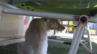 The Owner Dumped Her On The Street Shes Non Stop Shaking In Terrified Hide Away Everything