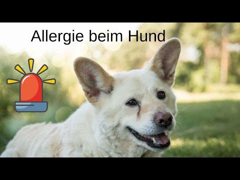 Video: Hunde, die Allergien nicht schaden