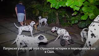 Новогоднее чудо Новогоднее чудо
