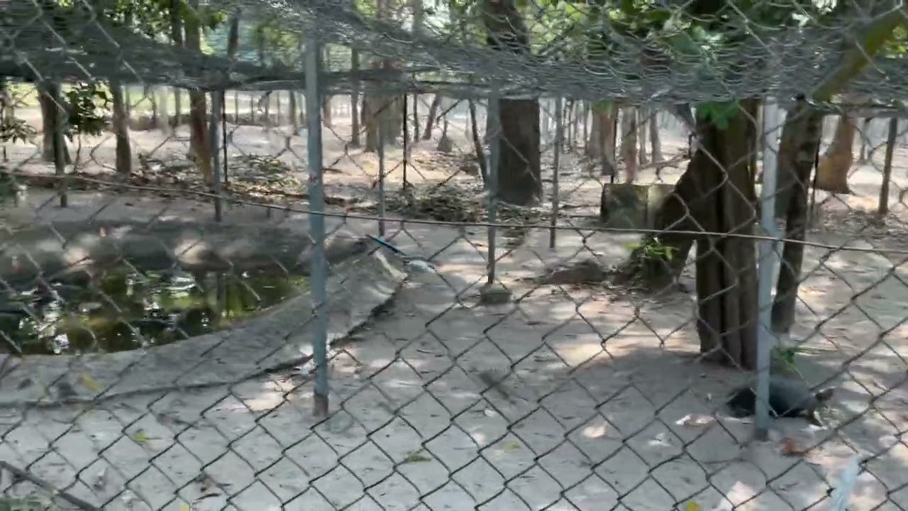 Phnom Tamao Zoo * the turtle !! *