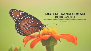 Misteri Transformasi Kupu-Kupu: Keajaiban di Dunia Serangga