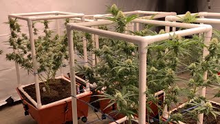 Organic Living Soil Indoor Medical Cannabis Garden Update: Where’s My Bike Pheno Hunt