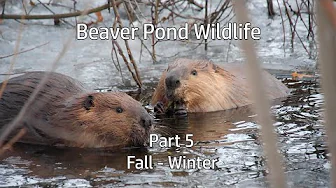 Beaver Pond Wildlife: Part 5-  Fall to Winter