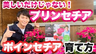 【イチオシ】プリンセチアの知られざる魅力！ ポインセチアの育て方と合わせてご紹介します【クリスマス】