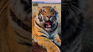 Tiger Stripes Are Unique 🐅 | Amazing Tiger Facts Will Shock You