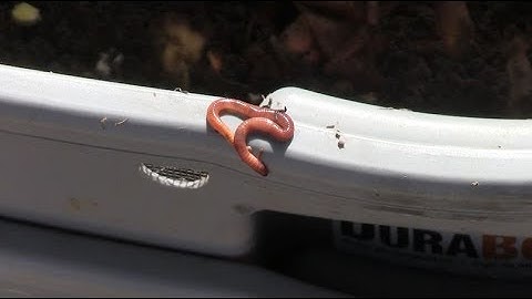 Video Class: Make Your Own Worm Bin