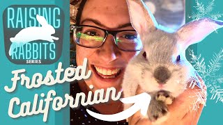 Raising Meat Rabbits (Part Three): Rabbit Nutrition Basics  RHD2 Chat & Nestbox Chill Surprise