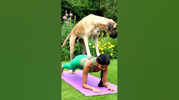 My dog loves joining my yoga sessions it really funny 🤣#dog #doglife #cute #pets #animals