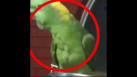 سبحان الله ببغاء يقرأ سوره الإخلاص