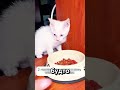 Спасение белого котенка: от одиночества к любви