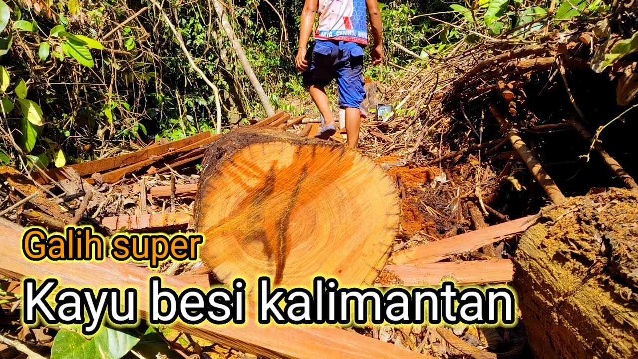 Kumbang hutan yang membuat papan antik..!! 