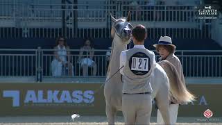 N.27 FAHAD AT - GCAT London 2026 - Yearling Colts A (Class 4A)