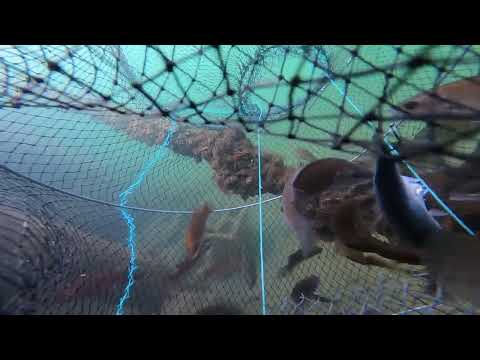 Fish <strong>trap</strong> fish amazing