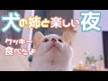 犬のお姉ちゃんとおやつを食べて嬉しい子猫しらたま君♪