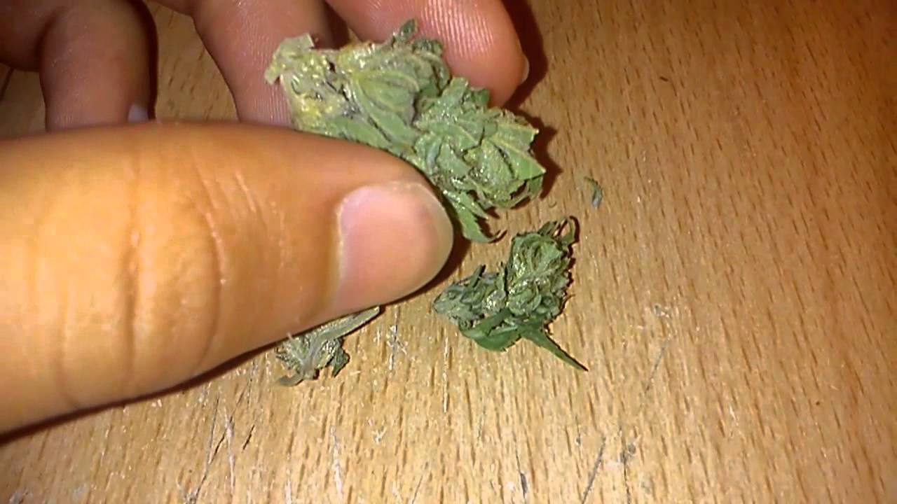 Bud review: Critical Plus