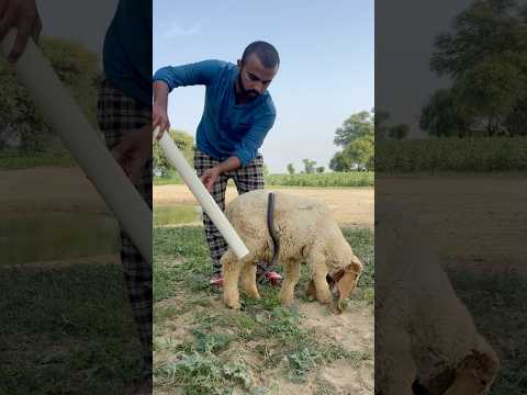 Bhed K Oper Nag Pakra