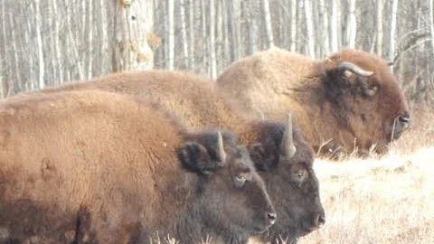 ELK ISLAND NATIONAL PARK  ( BISON LOOP ROAD )