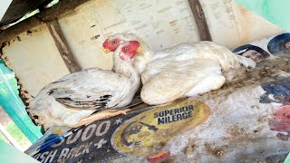 Parrot Beak Aseel Eggs Sold Out 8096924884