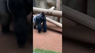 One Naughty Baby Gorilla Ruined Papa’s Whole Day! 😂