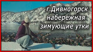 г.Дивногорск, набережная, зимующие утки.