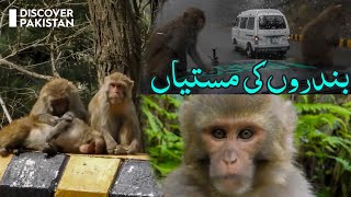 Funny, Monkeys Chattering Among Themselves | Discover Pakistan TV screenshot 4