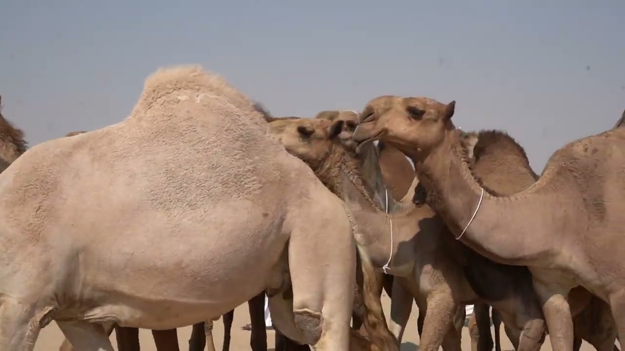 عروض فئة الشعل  مزاين نخبة ابل الكويت للموسم الثاني