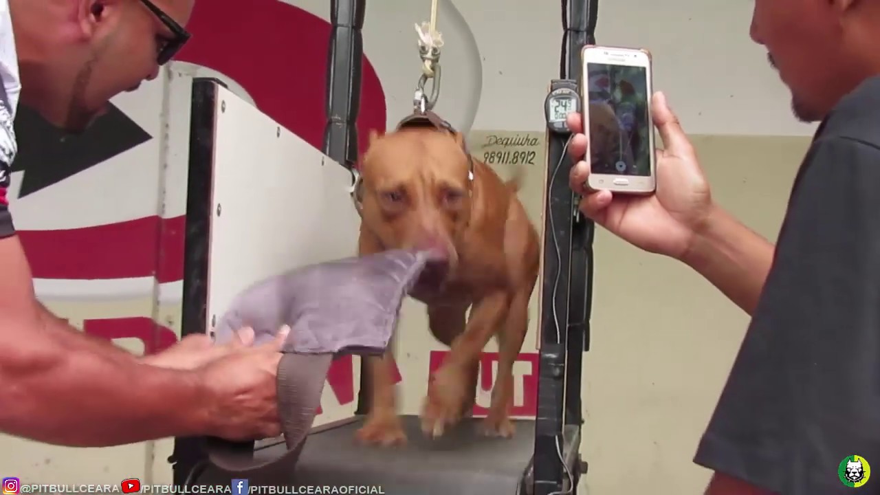 American Pit bull Terrier Treadmill Race Brasil Pitbull na esteira