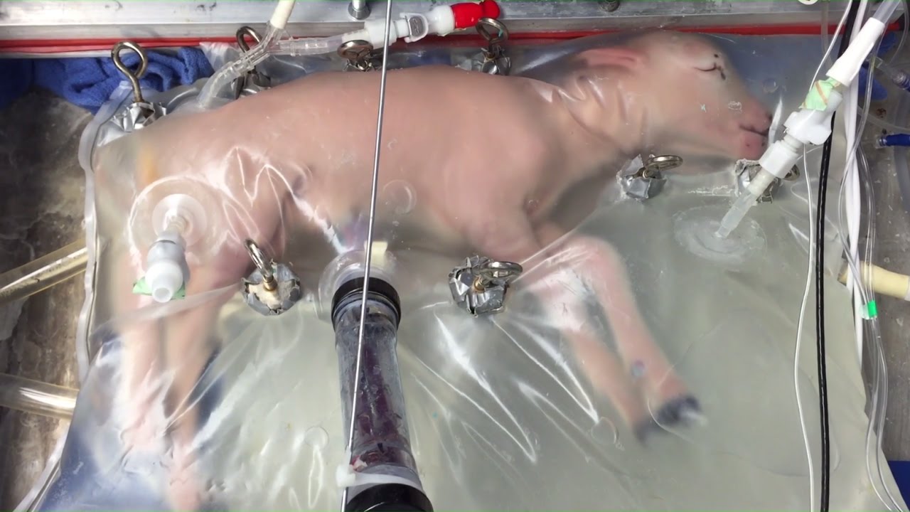 Video till Forskare har tagit fram en artificiell livmoder