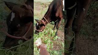 Heaven ot tamilnadu🏔️#ooty #ootydiaes #heavevnIovers village lite#cow #viral #shorts #UdayGAUSEVA