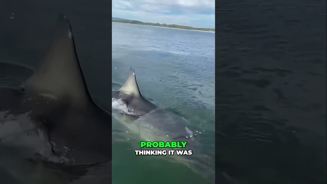 Great White Shark Attacks Boat! #subscribe #viral