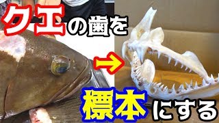 釣り上げたクエの歯を記念に標本にする！！