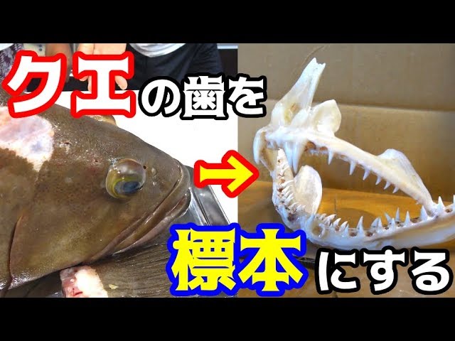 We will make a specimen of the teeth of the grouper we caught as a