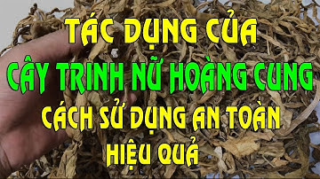 Cây Trinh Nữ Hoàng Cung chữa bệnh gì ? - Hướng dẫn sử dụng Trinh Nữ Hoàng Cung an toàn hiệu quả