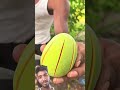 #mango#nature#popular#fruit#farming#farmingtraditions#youtubeshorts#farmerstruggle