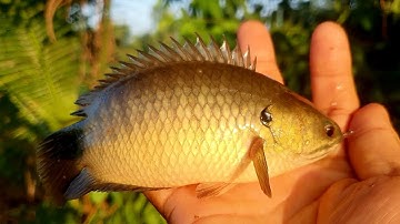 Câu cá rô đồng cuối mùa  nước nổi...tại Mỹ an Đồng Tháp  ]