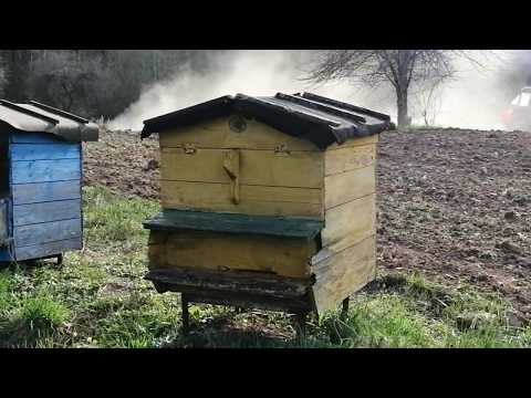 Видео: Богатырский Донник