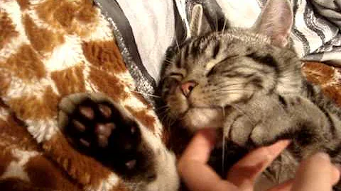 Watch the video about American shorthair kitty - sleep